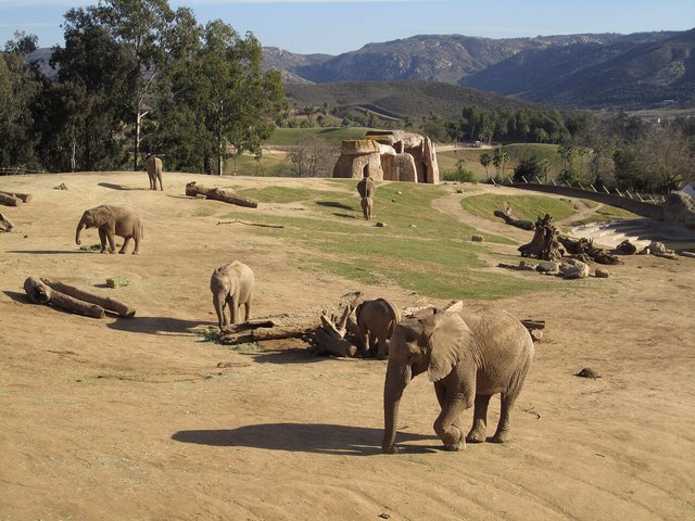 The large elephant yard with an elephant in the foreground, wading pool in the distance to the right, large rock shelter on the far end, and logs strewn about