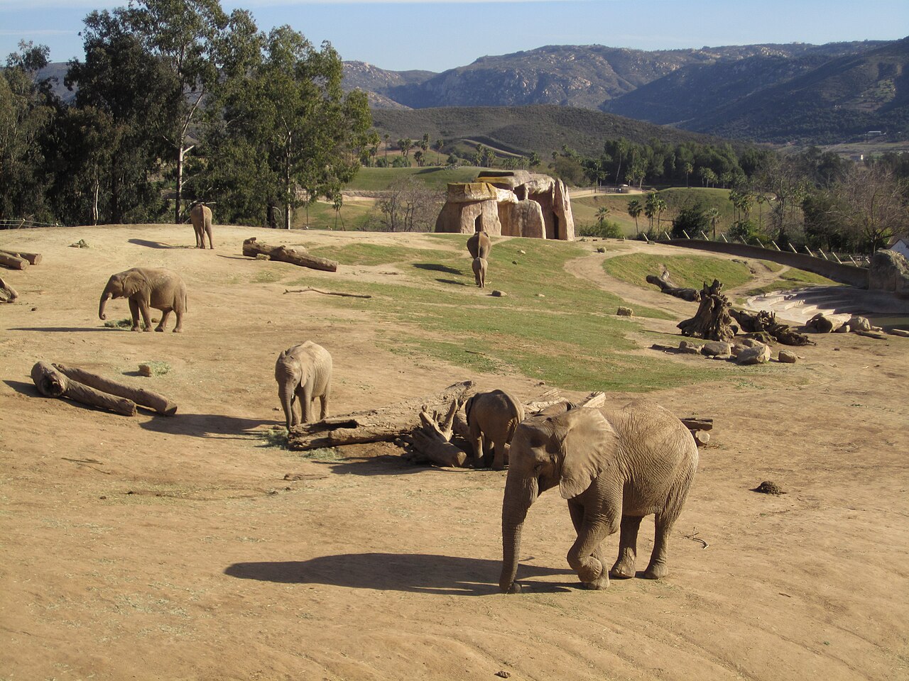 The large elephant yard with an elephant in the foreground, wading pool in the distance to the right, large rock shelter on the far end, and logs strewn about