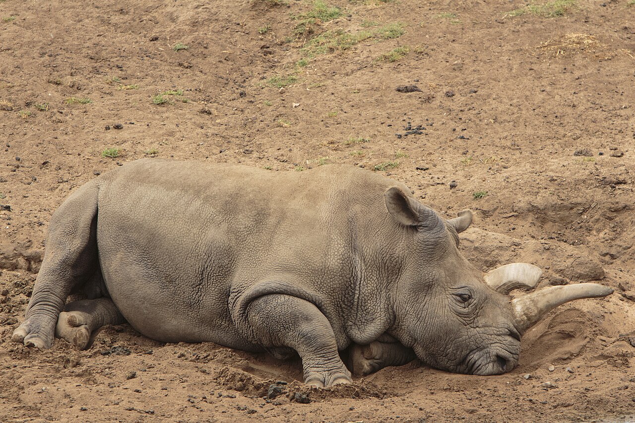 This is Nola, a female northern white rhinoceros at the San Diego Zoo Safari Park in San Diego, California. She is one of only five northern white rhinos left in the world and the only one left in the