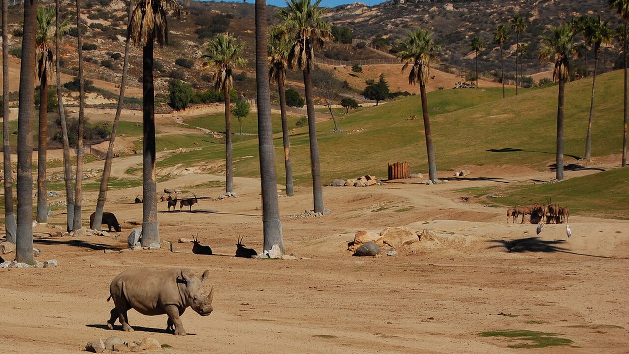 White rhino, San diego wild animal park