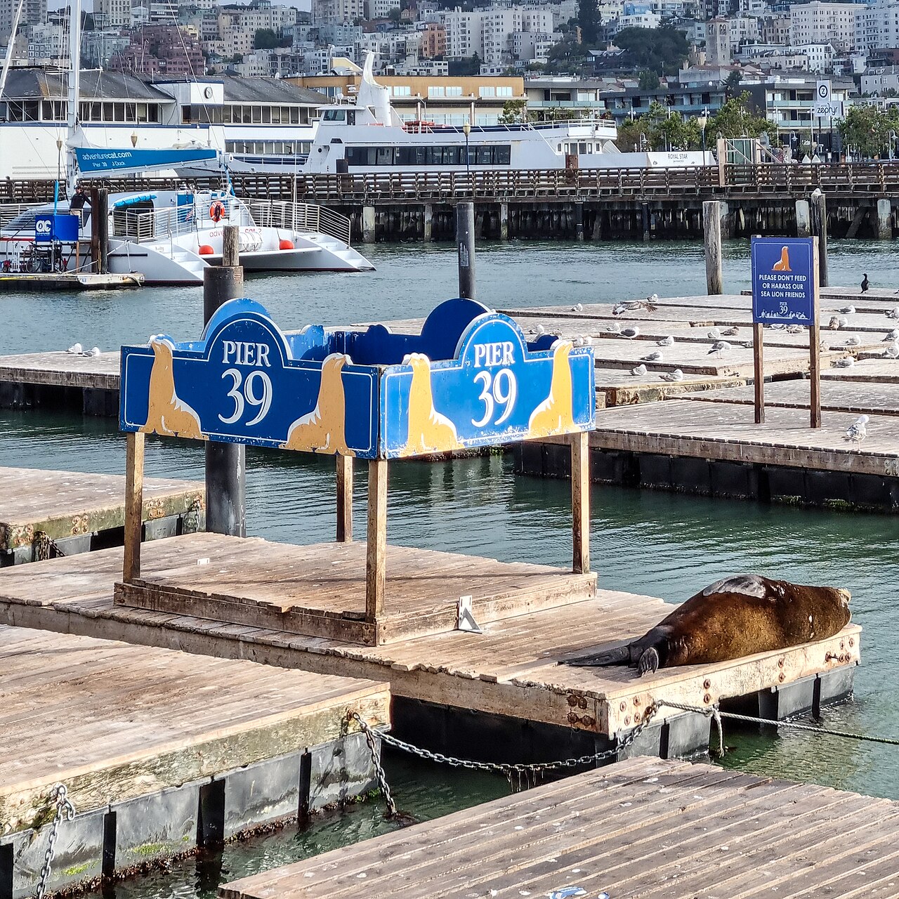 Sea Lion Viewing Area (with a sea lion) at Pier 39 at Fisherman’s Wharf, San Francisco, California, USA