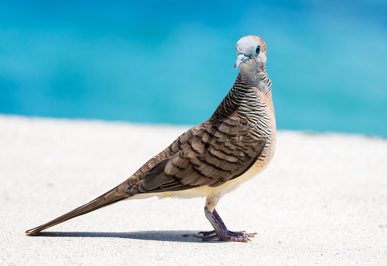 Barred Ground Dove (Geopelia striata), Mahe, Seychelles.