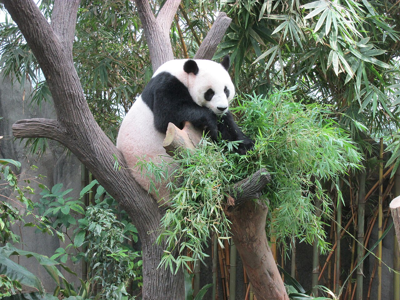 A giant panda (Ailuropoda melanoleuca) resting in a tree at the River Safari, Singapore.