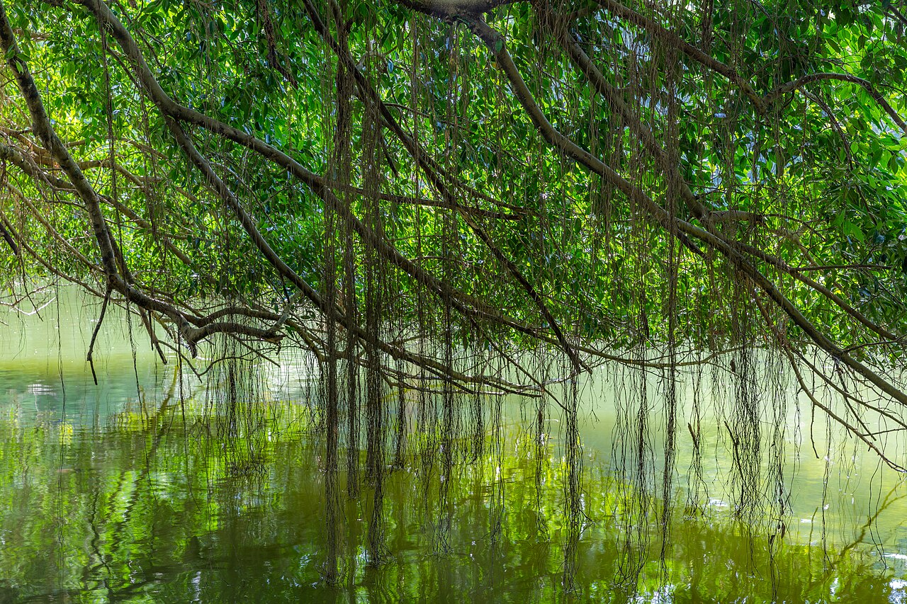 Curved branches of a 150 year-old Ficus kurzii (Burmese Banyan) reflecting in the water of the Swan Lake, at Singapore Botanic Gardens