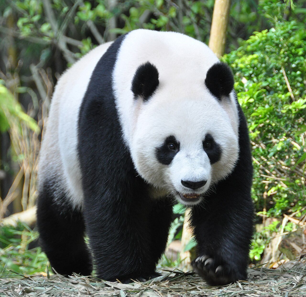 Giant Panda at Singapore River Safari.