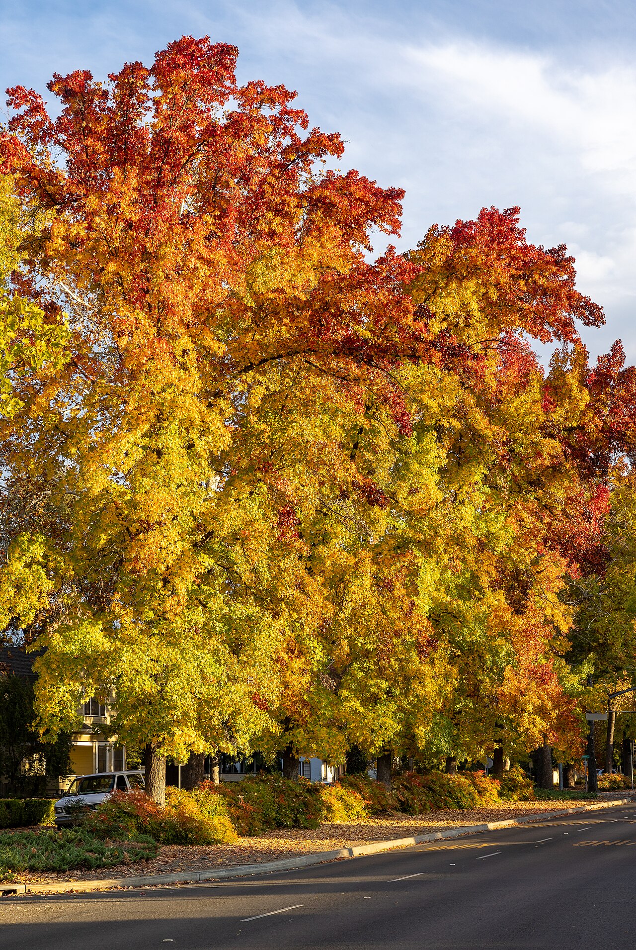 Fall colors along the Esplanade in Chico, California