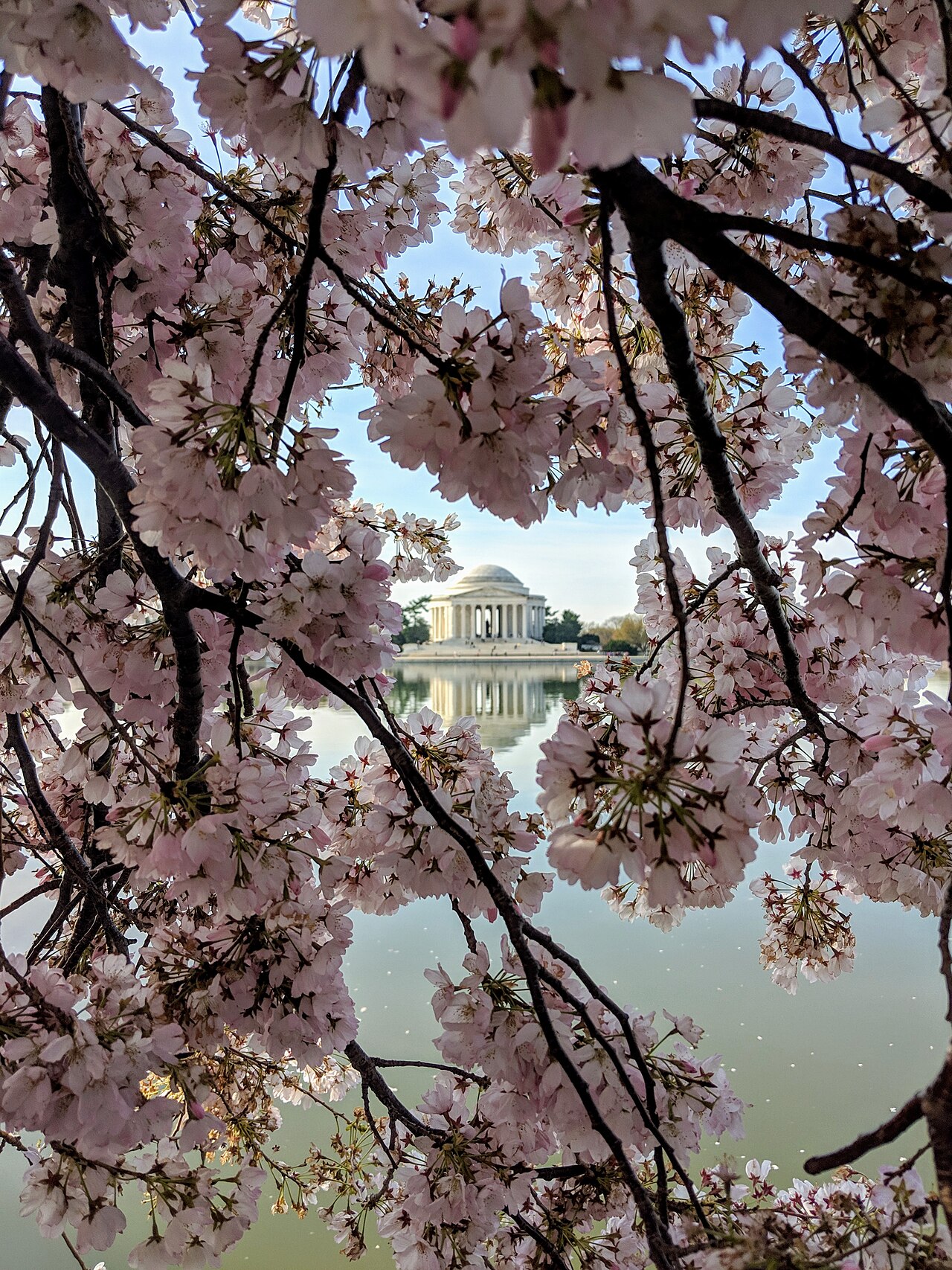 Cherry Blossoms surrounding the Thomas Jefferson Memorial