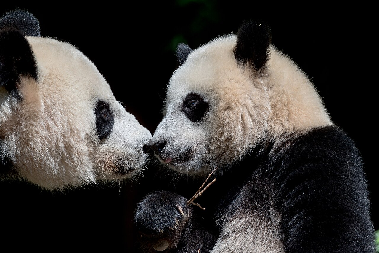 Mei Xiang and Xiao Qi Ji
