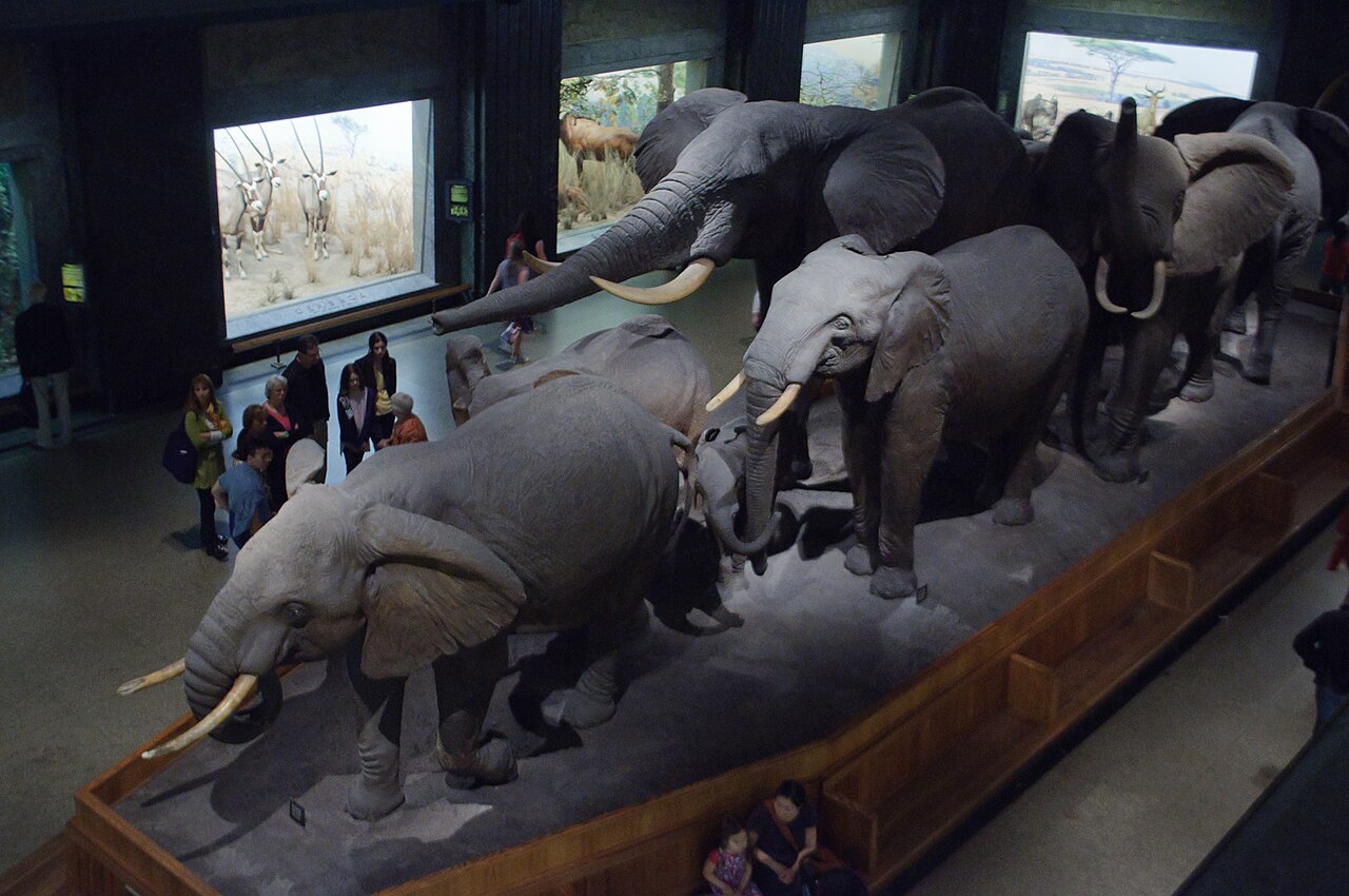 The centerpiece of the African Hall is this diorama of an elephant herd.

American Museum of Natural History is the largest museum of its kind, and alongside the Metropolitan Museum of Art, represents