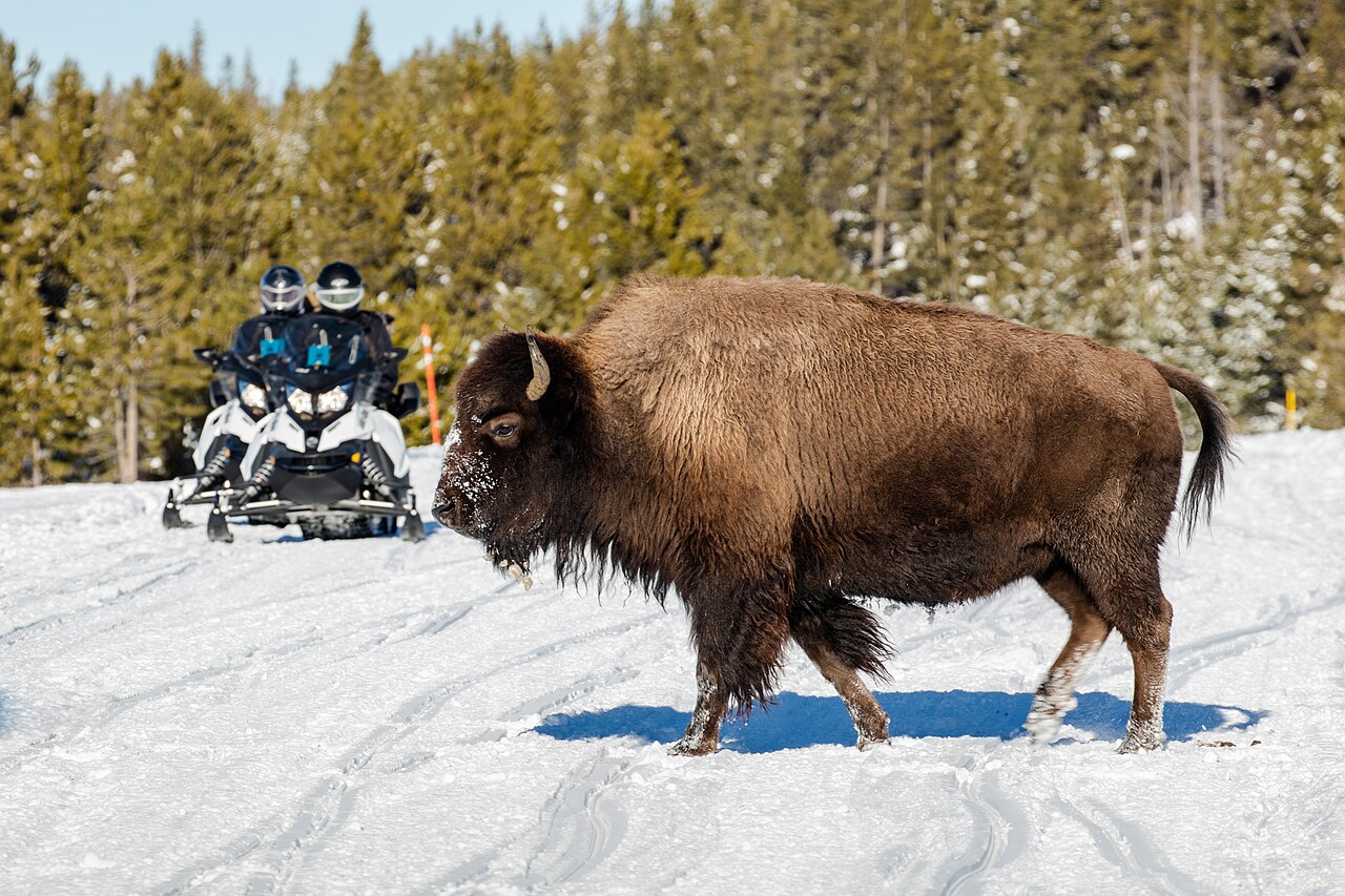 A bison Crosses a snow covered Road in Front of Two Snowmobilers
A bison Crosses the Road in Front of Two Snowmobilers
Keywords: yellowstone national park; mammals; wildlife; bison; bison bison; jacob