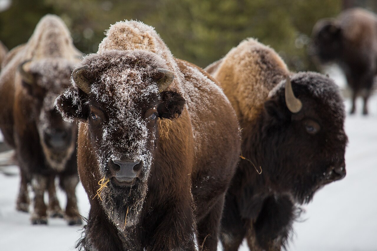 A close up of a bison face with other bison in the background.
Bison, Norris Geyser Basin
Keywords: yellowstone national park; mammals; wildlife; bison; bison bison; 20151124_ndh-yell-9322