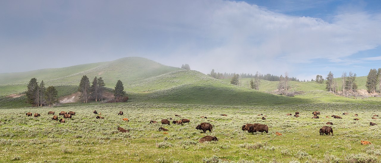 A herd of bison are in a sagebrush field.
Bison herd, Hayden Valley
Keywords: yellowstone national park; mammals; wildlife; bison; bison bison; 20150617_ndh-yell-pano-bison-hayden