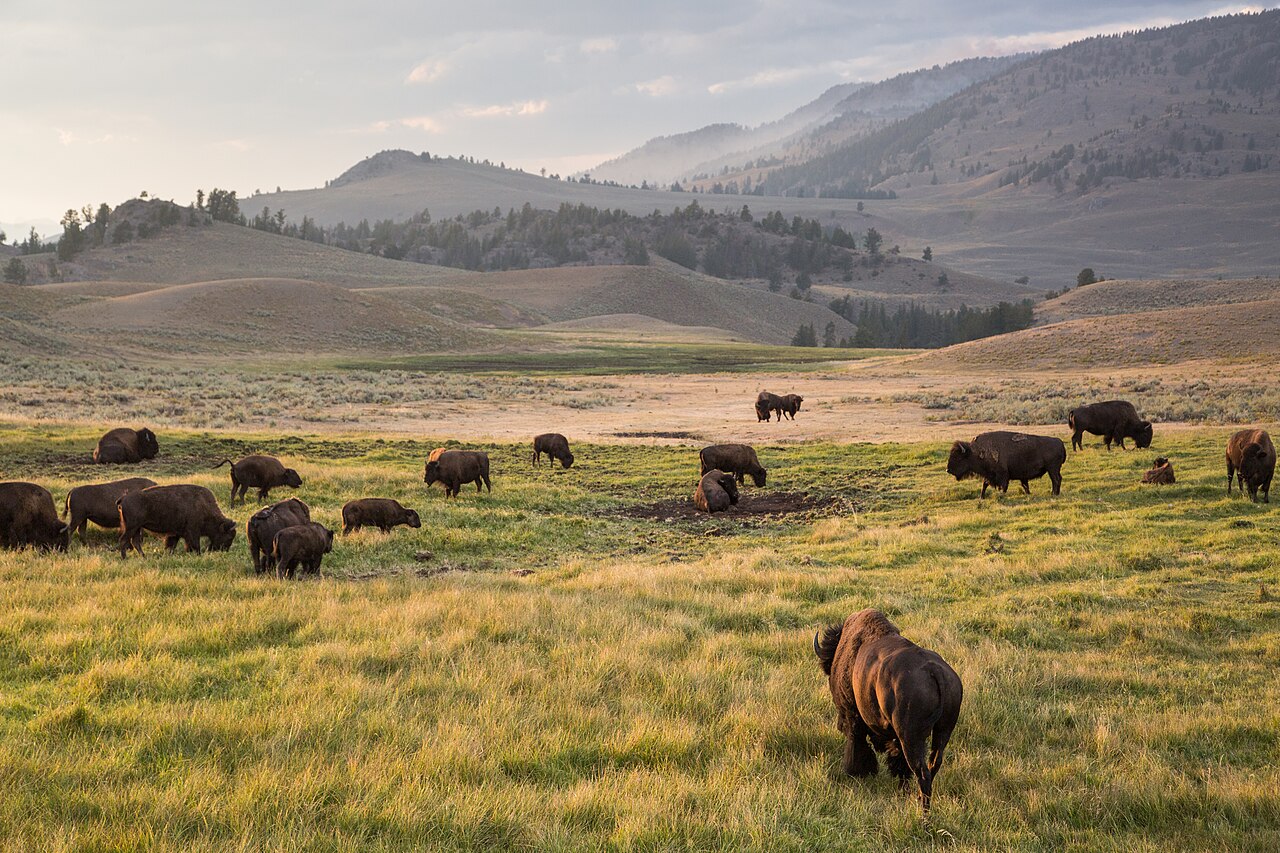 A herd of bison stand in green grass with low mountains in the background.
Bison, Lamar Valley
Keywords: yellowstone national park; mammals; wildlife; bison; bison bison; 20160818_ndh-yell-9799