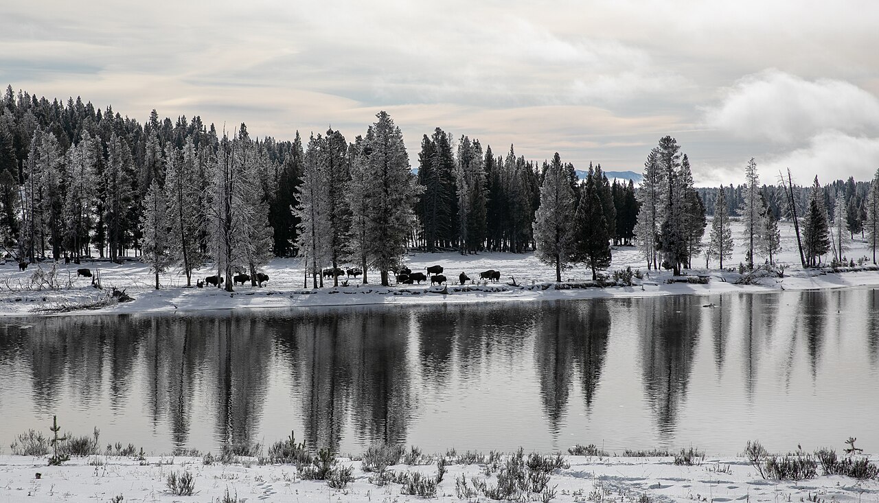 A herd of bison walk along a river bank in snow.
Bison along the Yellowstone River
Keywords: yellowstone national park; bison; bison bison; wildlife; mammals
