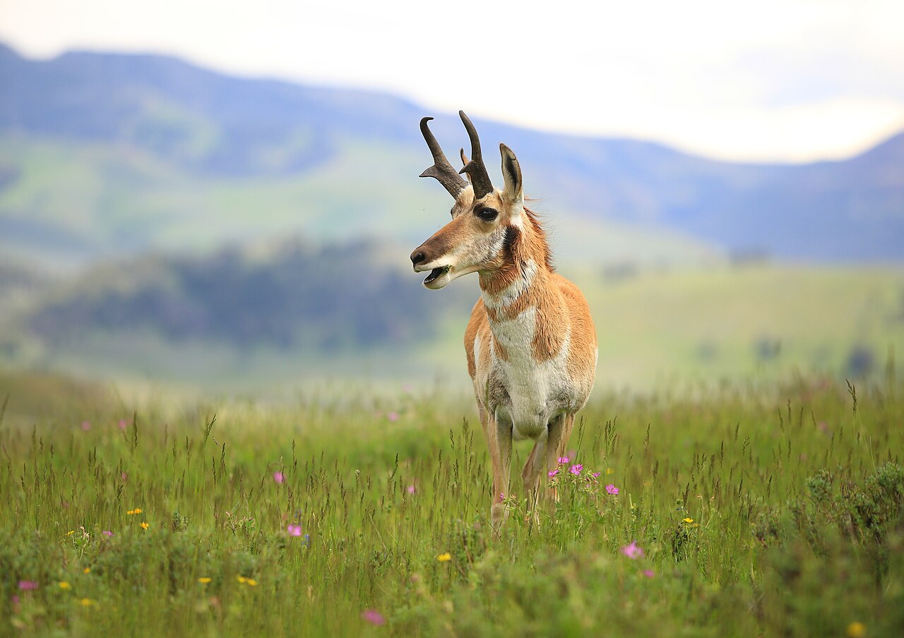 Adult male Pronghorn (Antilocapra americana) in Yellowstone National Park, USA. Photograph location: Highway 212, NE Entrance Road near Yellowstone River crossing.