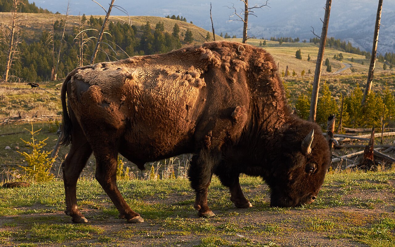 American bison ♂  (Bison bison bison) in Yellowstone National Park, Wyoming, United States. Only a week after this photo was taken, President Obama signed the National Bison Legacy Act, officially mak