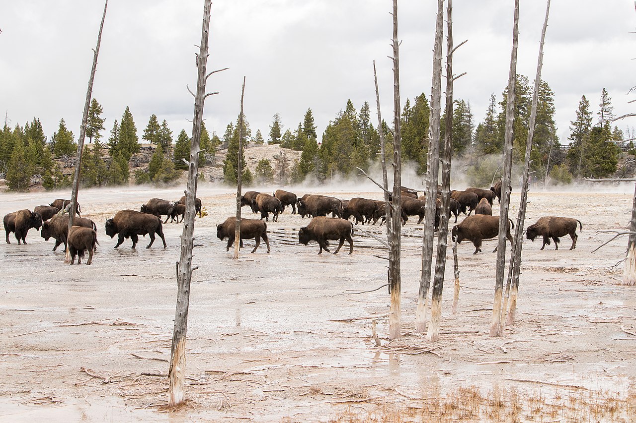 Bison walk through dead trees on the top of siliceous sinter near hot springs.
Bison at Fountain Paint pots; Jim Peaco; 20161007_3345
Keywords: yellowstone national park; mammals; wildlife; bison; bis