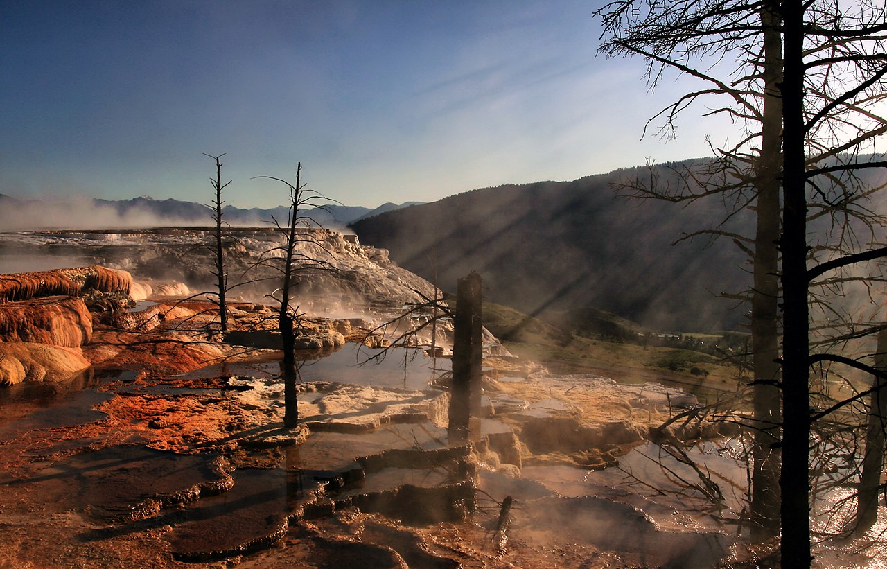 Dead trees in the terraces of Canary Spring at Mammoth Hot Springs, Yellowstone National Park  grew during inactivity of the mineral-rich springs, and were killed when calcium carbonate carried by spr