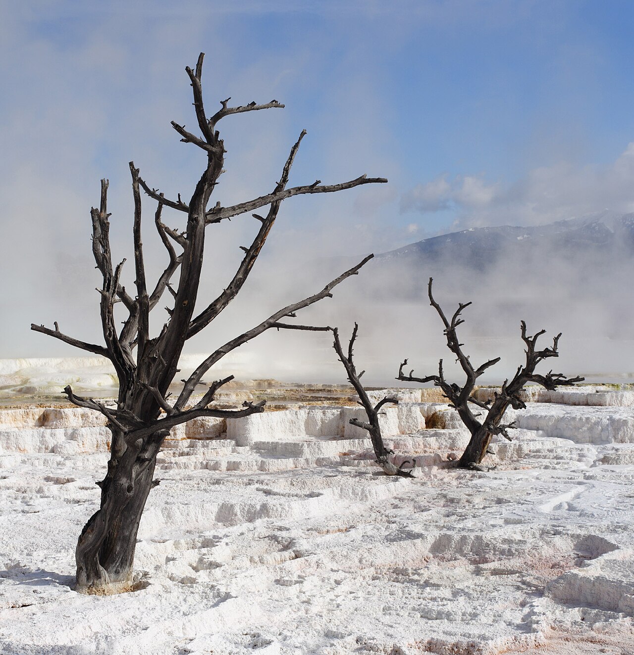 Dead trees in the terraces of Mammoth Hot Springs, Yellowstone National Park, Wyoming, US. These trees grew during inactivity of the mineral-rich springs, and were killed when calcium carbonate carrie