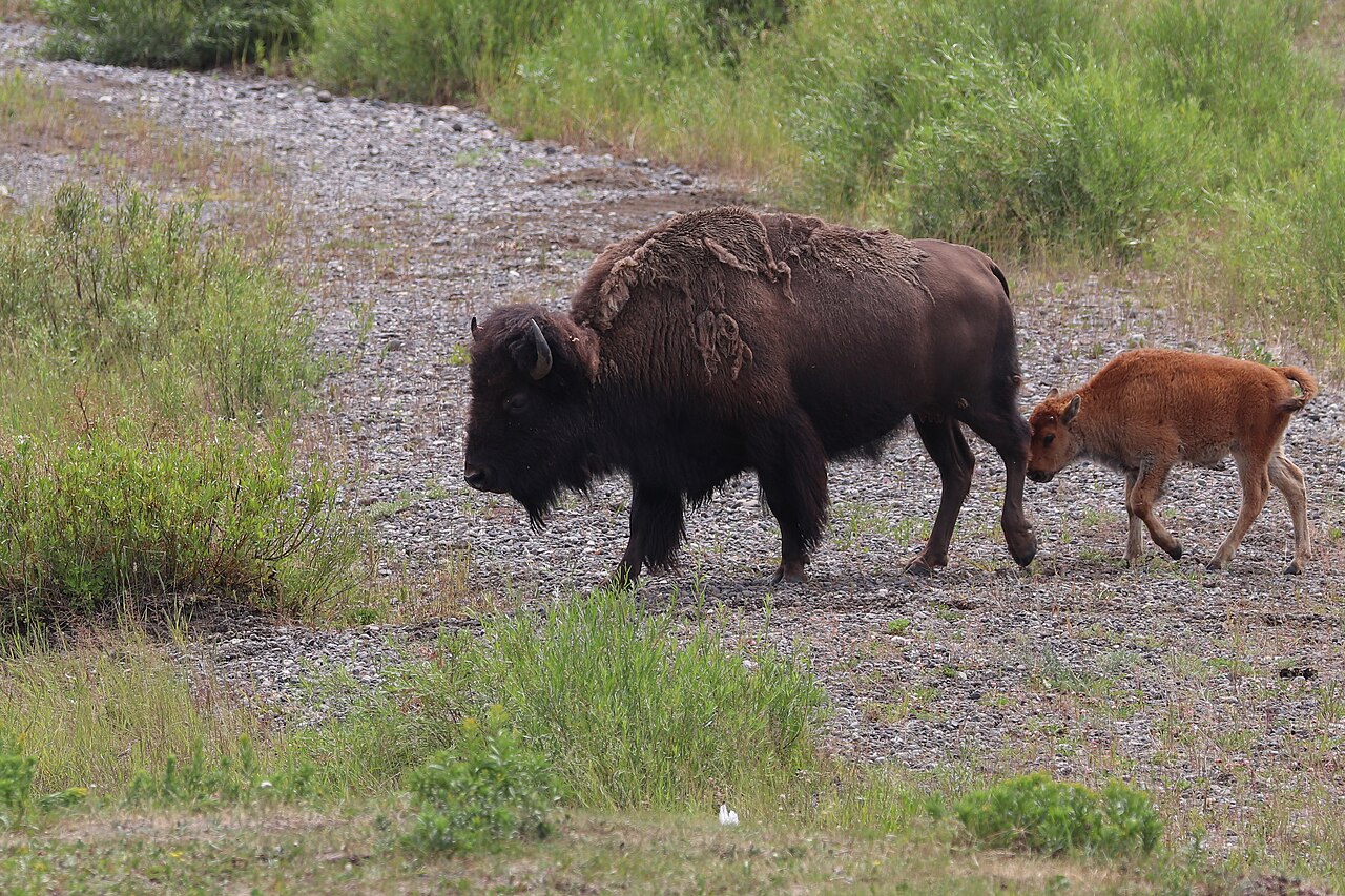File:American Bison with Calf.jpg