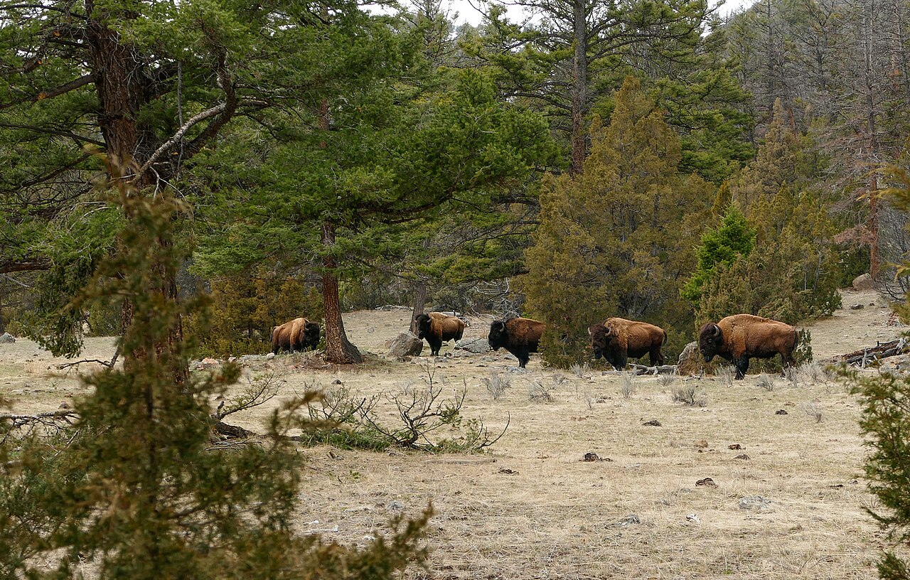 Five bison stand along a trail in an open forest/grassy field.
Bison along the Yellowstone River Trail; Diane Renkin; April 2016; Catalog #
Keywords: yellowstone national park; mammals; wildlife; biso