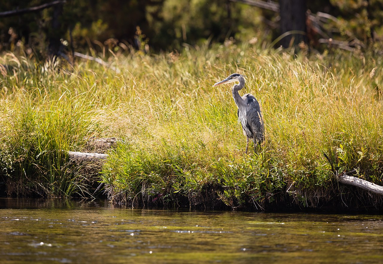 Great blue heron (Ardea herodias) on the banks of Firehole River in Yellowstone National Park, USA