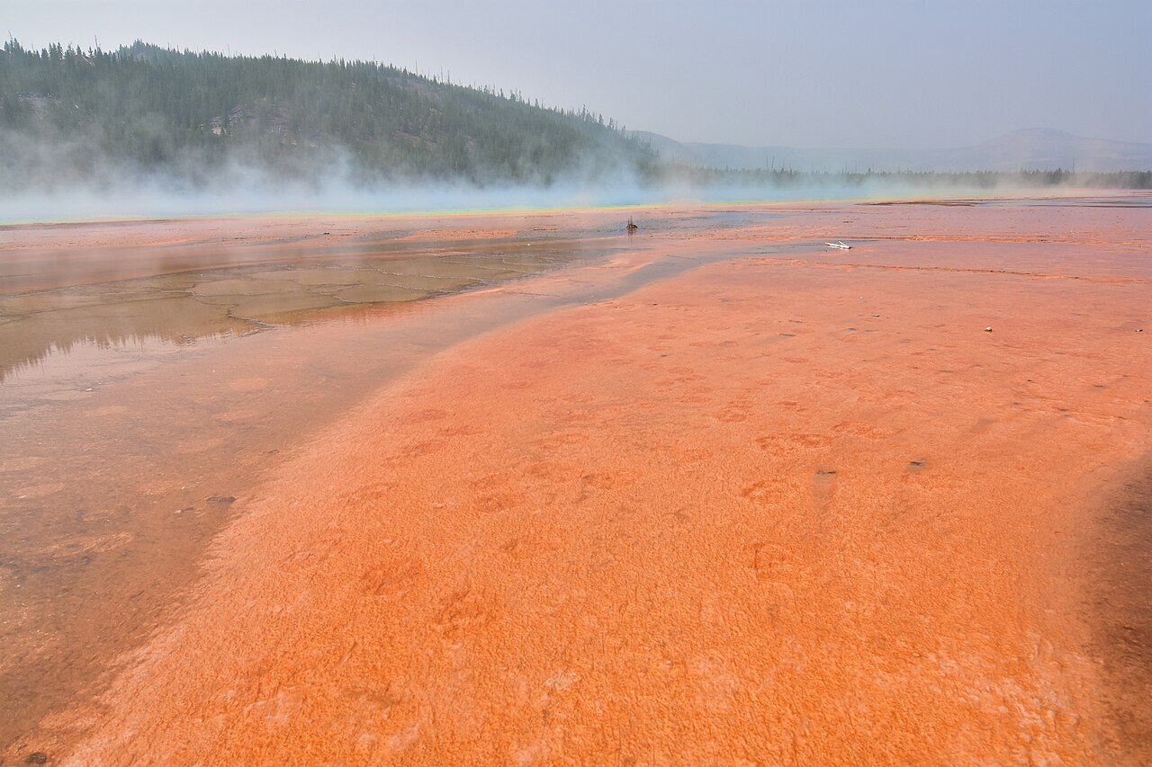 Orange microbial mat of photosynthetic thermophiles in the runoff waters of the Grand Prismatic Spring. The spring can be seen in the background covered in vapor.