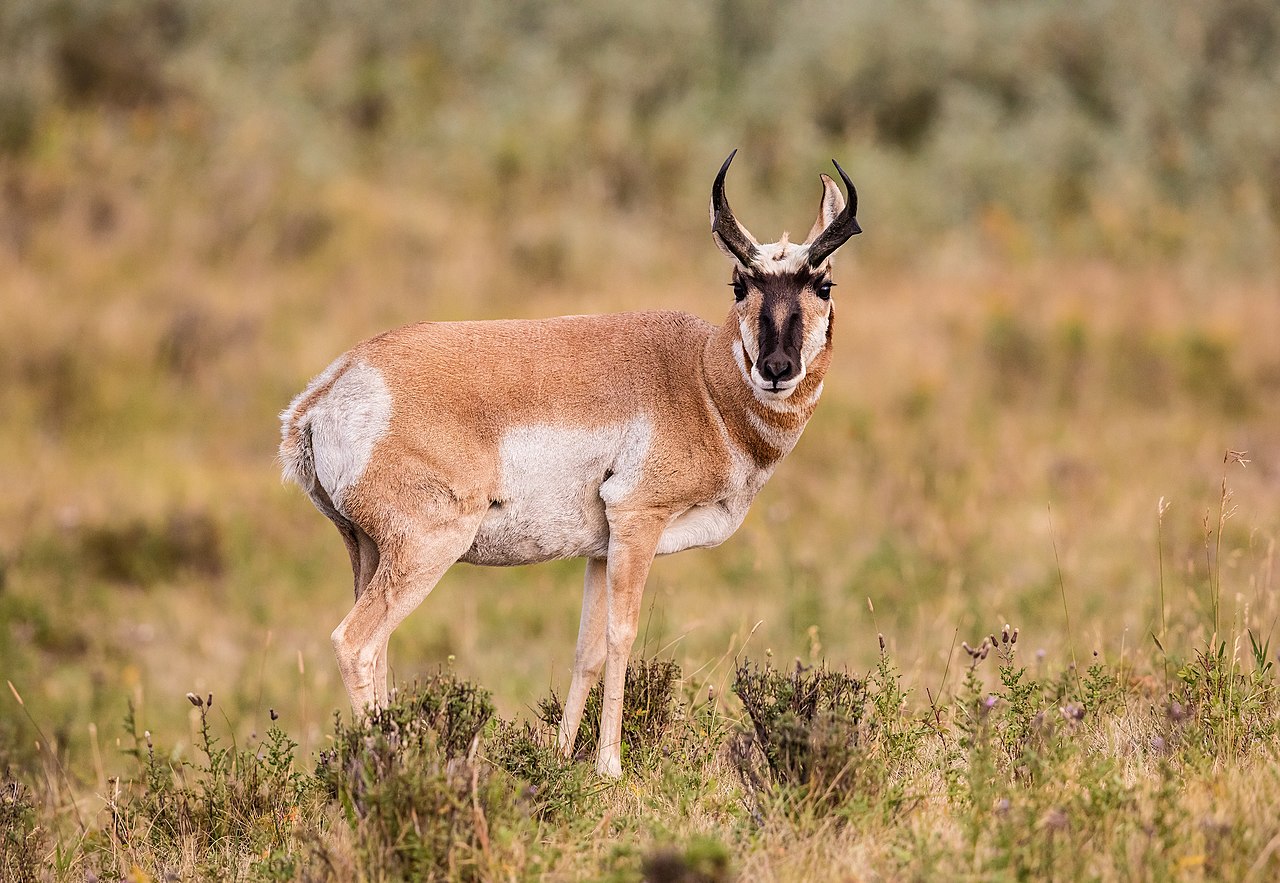 Pronghorn (Antilocapra americana) in Lamar Valley, Yellowstone National Park, USA