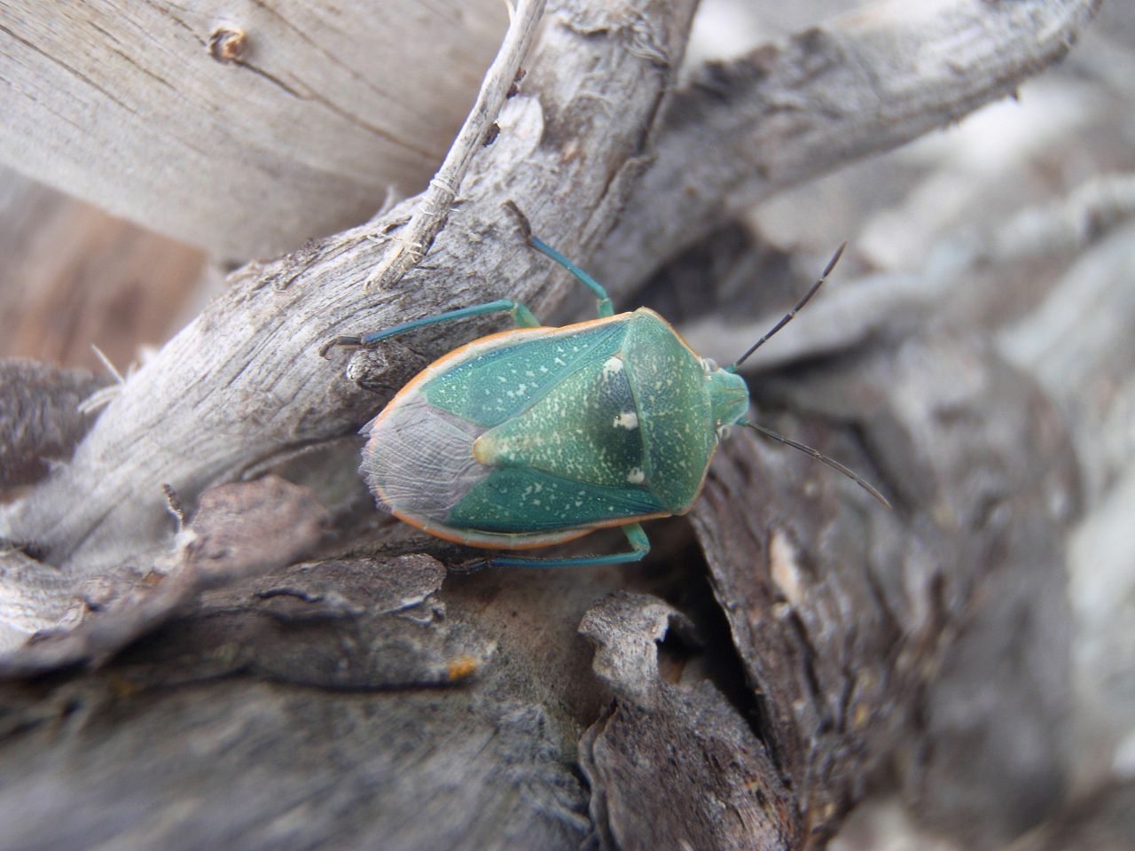 Say Stink Bug, Chlorochroa sayi; Pentatomidae, green beetle, pretty bug in Yellowstone National Park
