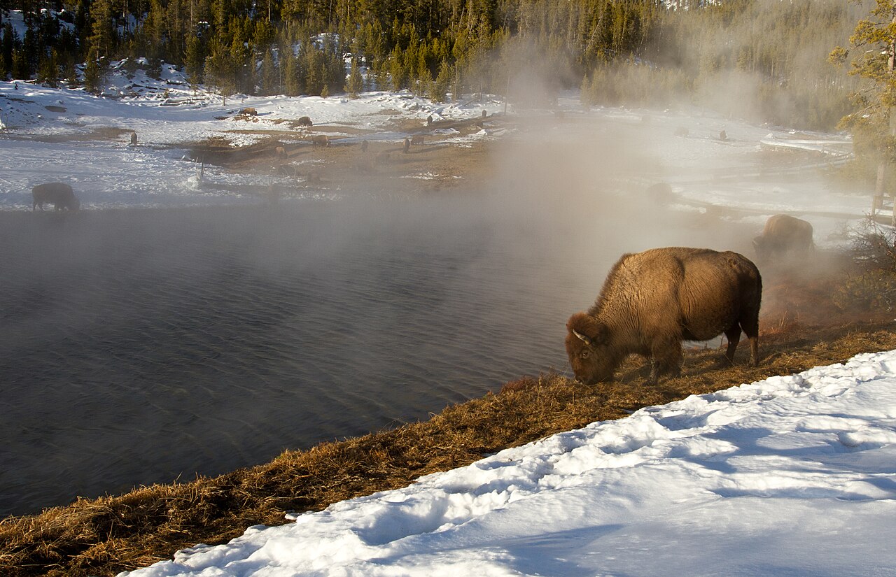 Several bison graze alongside a thermal body of water
Bison at Terrace Springs;
Jim Peaco;
February 9, 2016;
Catalog #20508d;
Original #IMG_8211
Keywords: yellowstone national park; mammals; bison; bi